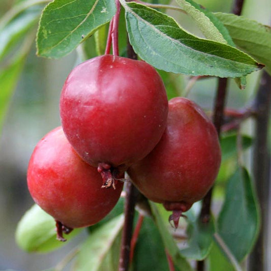 A close-up view of three red apples hanging from a branch with green leaves, surrounded by the fragrant light pink flowers of a Malus Cheal's Weeping - Weeping Crab Apple Tree.