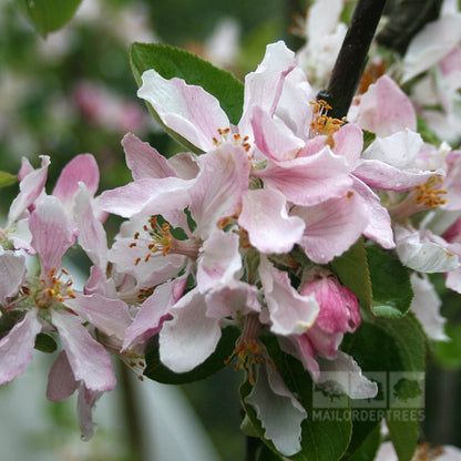 A close-up captures the light pink apple blossoms and green leaves on a Malus Chivers Delight - Apple Tree branch.