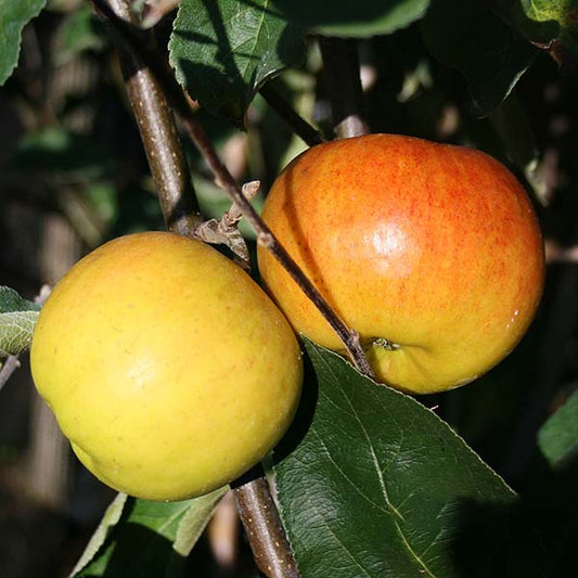 Two apples on a branch of a Malus Chivers Delight apple tree, one yellow and the other red-orange, surrounded by lush green leaves.