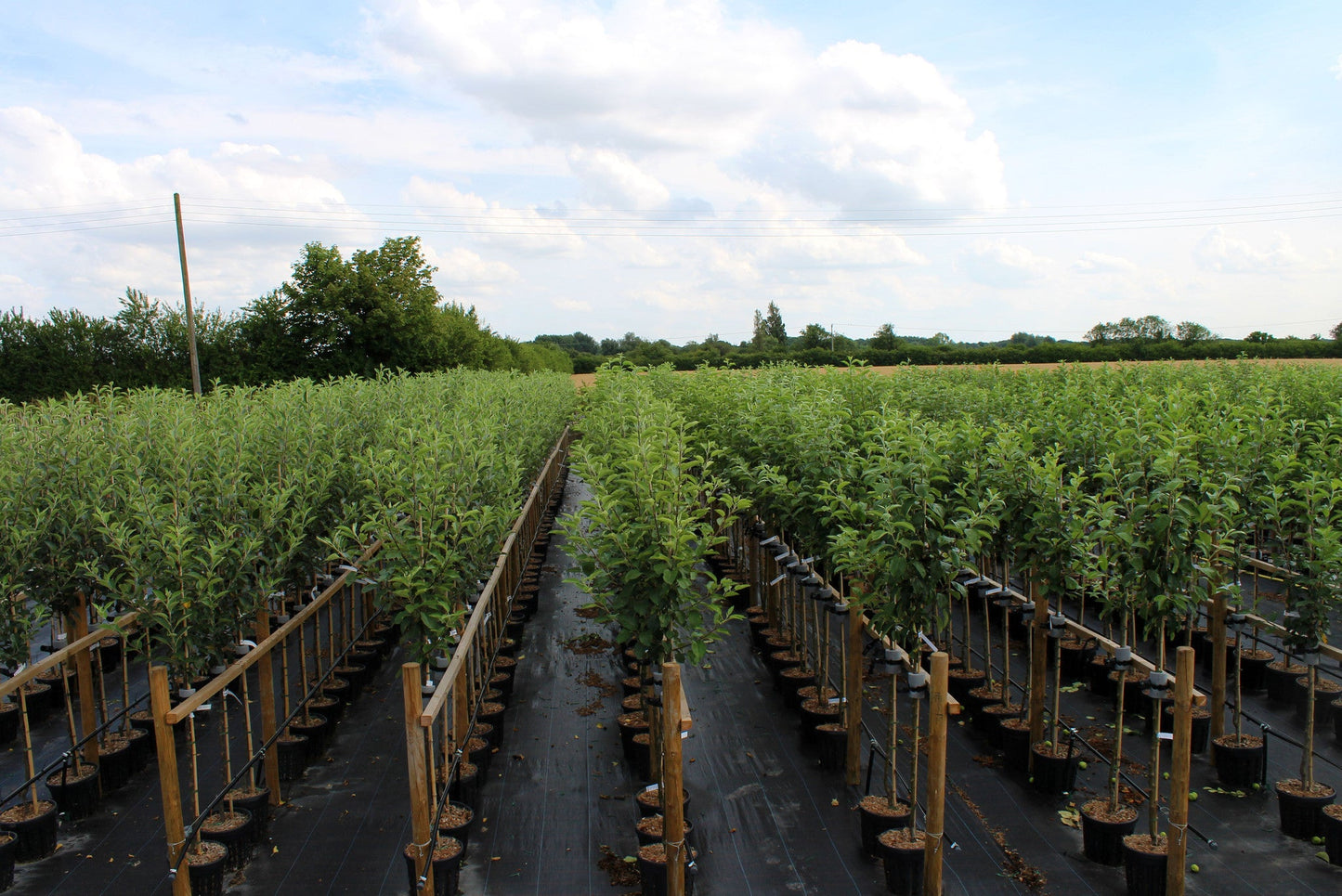 Rows of young Malus Coxs Orange Pippin apple trees in pots adorn the farm, set against a backdrop of greenery and a partially cloudy sky.