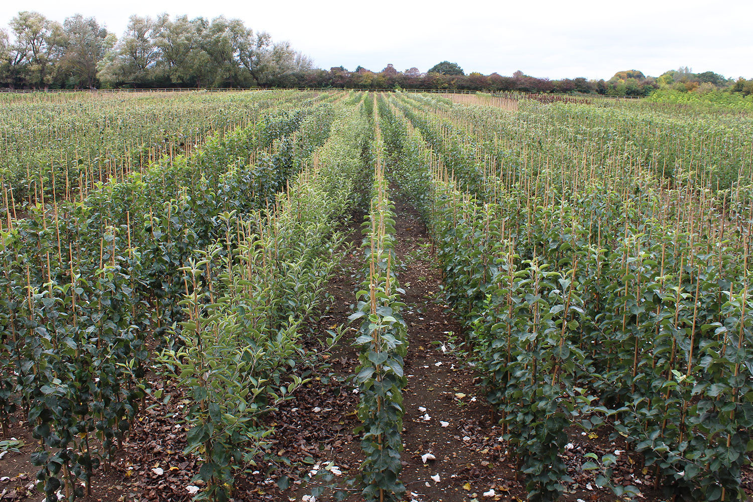 A field of Malus Coxs Orange Pippin apple trees stretches into the distance under overcast skies.