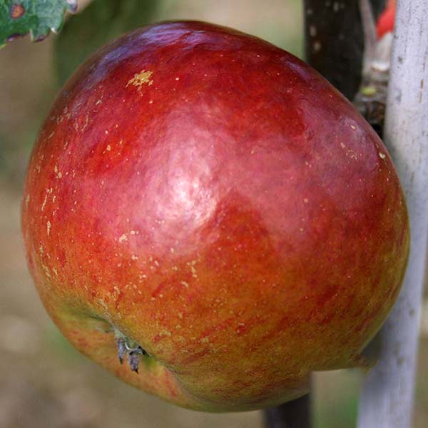 A close-up of a ripe, red Malus Coxs Orange Pippin apple highlights its smooth surface with slight blemishes, reflecting the rich heritage of this apple tree variety.