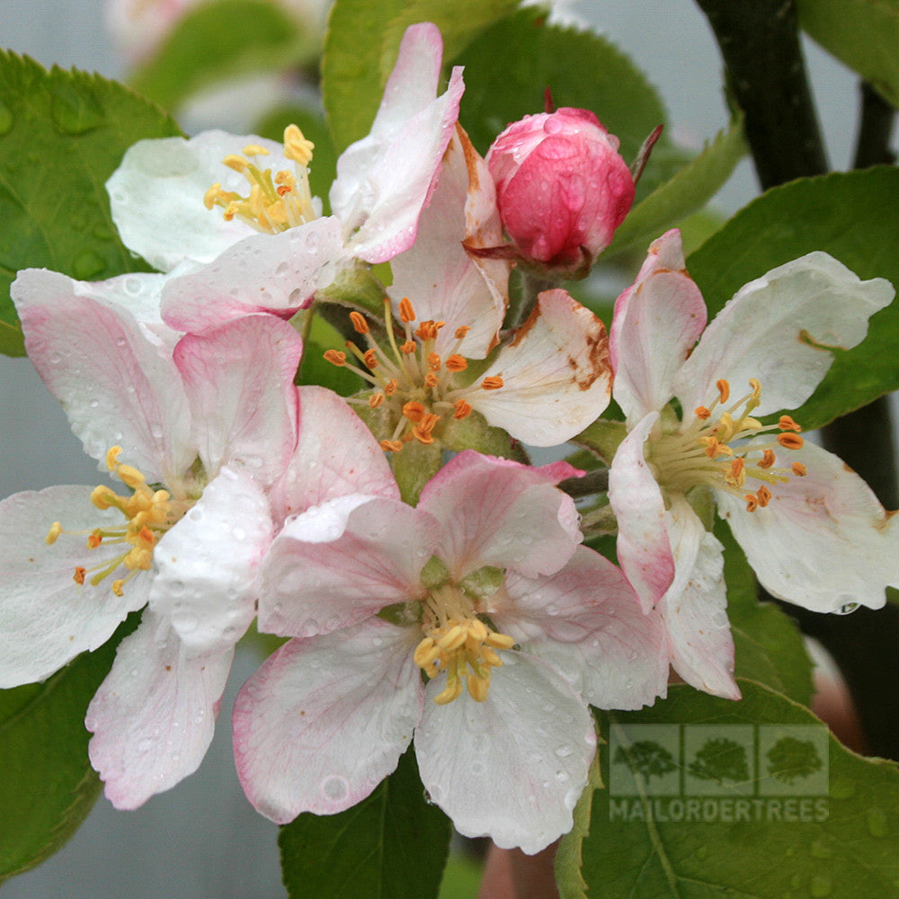 Close-up of apple blossoms on a Malus Crispin - Apple Tree, featuring light pink petals and a pink bud with water droplets, set against green leaves that highlight its delicate beauty.