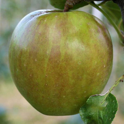 Close-up of a green apple hanging from a Malus Crispin - Apple Tree branch, with a leaf visible.