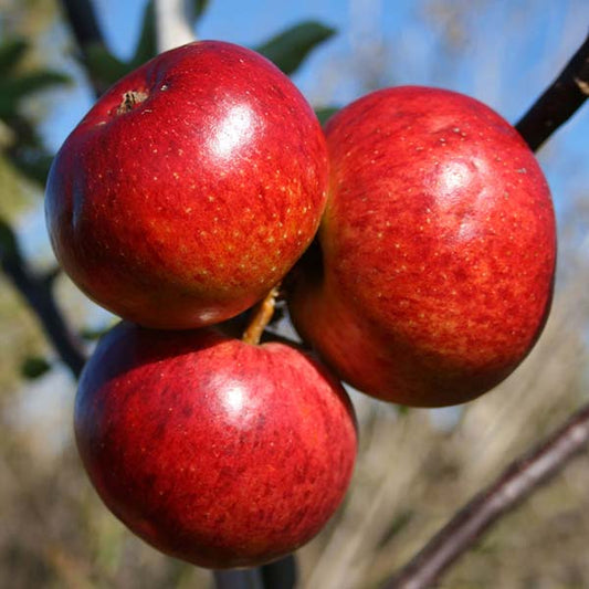 Three ripe apples hang from a Malus Dabinett - Cider Apple Tree branch set against a clear blue sky.