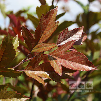 Close-up of dark red maple leaves with serrated edges, reminiscent of the rich hues of a Malus Direktor Moerland - Improved Profusion Crab Apple Tree, against a softly blurred background.