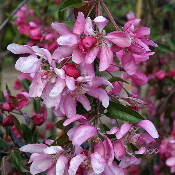 A close-up of a Malus Direktor Moerland - Improved Profusion Crab Apple Tree branch showcases clusters of pink and white blossoms, gracefully surrounded by small green leaves.