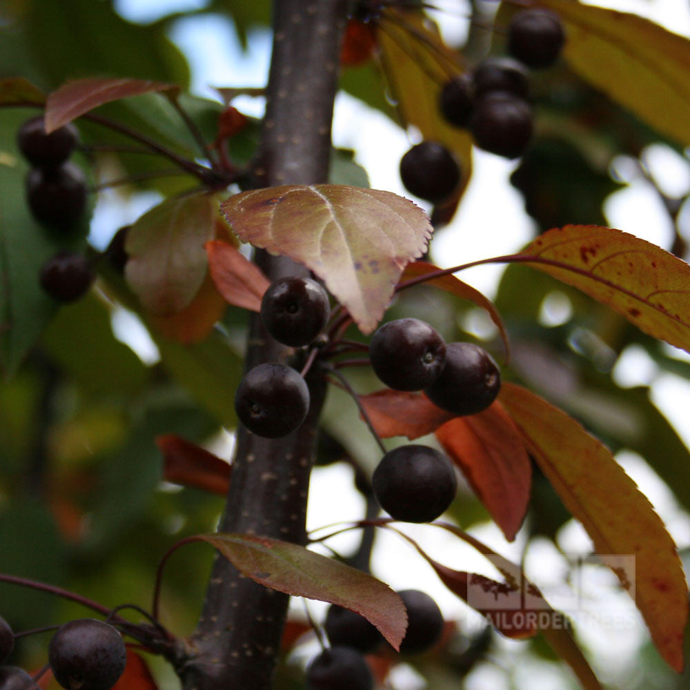 Close-up of dark berries on a Malus Direktor Moerland - Improved Profusion Crab Apple tree branch with green and orange leaves.