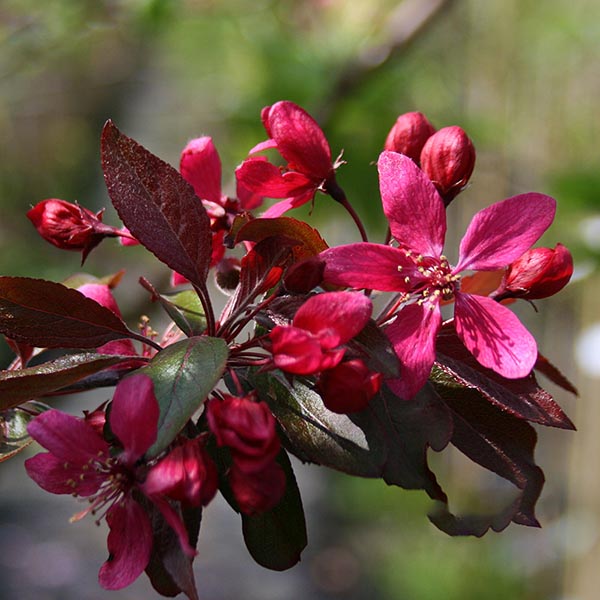 Close-up of a cluster of vibrant pink blossoms from a Malus Direktor Moerland - Improved Profusion Crab Apple Tree, framed by its dark red leaves.