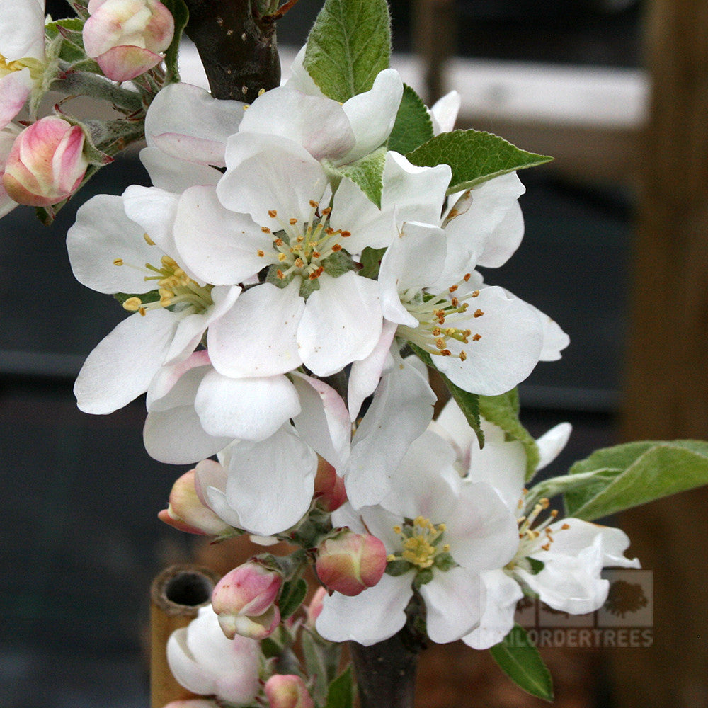 Close-up of white apple blossoms and pink buds on a Malus Discovery - Apple Tree branch, surrounded by green leaves.