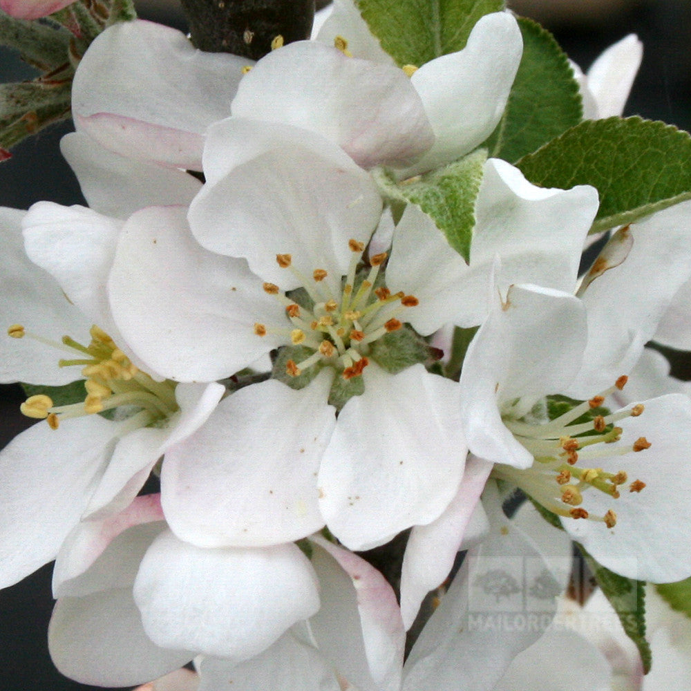 Close-up of delicate white apple blossoms with pink edges and green leaves on a Malus Discovery - Apple Tree against a blurred background.