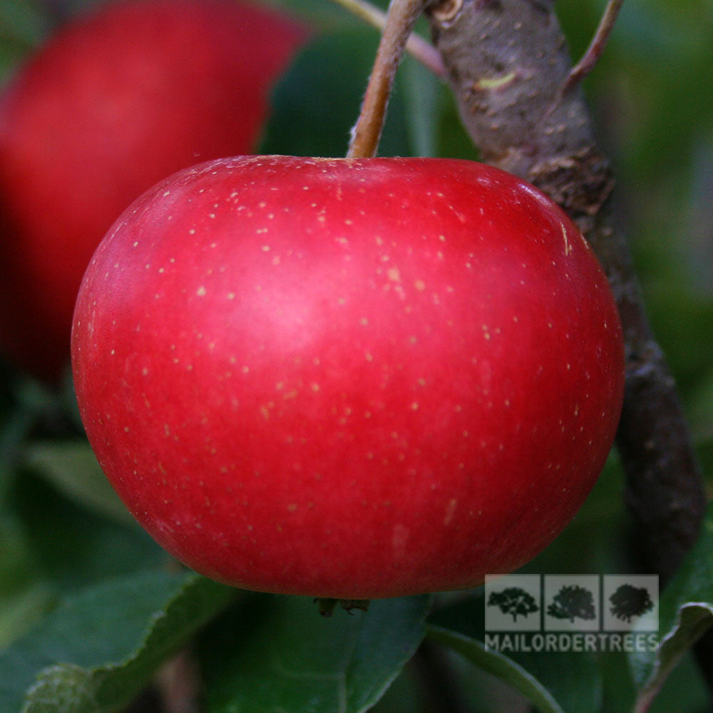 A close-up reveals a red apple from the Malus Discovery - Apple Tree hanging on a branch, with green leaves in the background, reminiscent of strawberry-flavored apples.