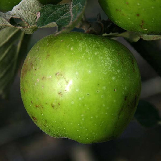 Close-up of a green Malus Dunkerton Late Sweet cider apple with brown spots, hanging on a tree branch amid lush green leaves.