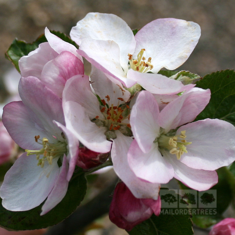 Close-up of light pink and white blossoms with green leaves on the Malus Edward VII Apple Tree, ideal for small gardens and promoting cross-pollination.