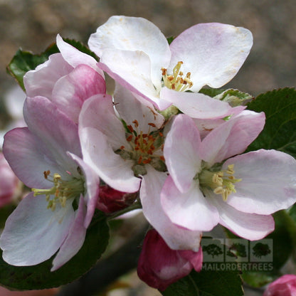 Close-up of light pink and white blossoms with green leaves on the Malus Edward VII Apple Tree, ideal for small gardens and promoting cross-pollination.