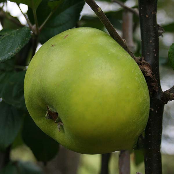 A Malus Edward VII apple tree stands gracefully, showcasing its green apples basking in sunlight. Its gently swaying leaves create a serene scene ideal for small gardens, exemplifying the beauty of cross-pollination.