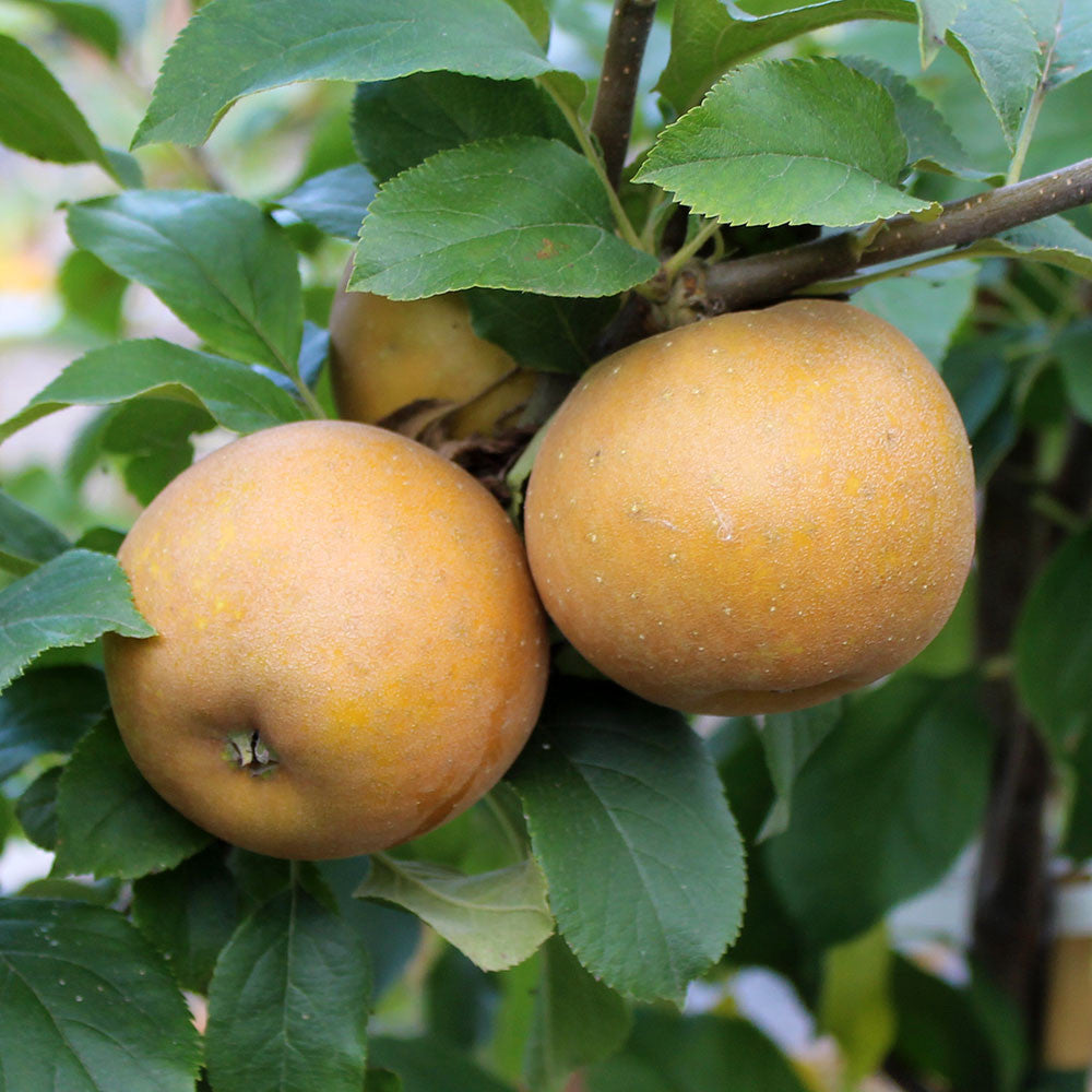 Two ripe apples hang from a Malus Egremont Russet branch among lush green leaves.