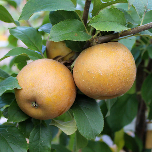 Two ripe apples hang from a Malus Egremont Russet branch among lush green leaves.