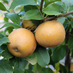 Malus Egremont Russet - Apple Tree