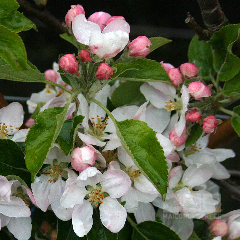 Delicate white and pink apple blossoms adorned with raindrops grace the green leaves of the Malus Ellisons Orange apple tree, known for its distinct aniseed flavor.