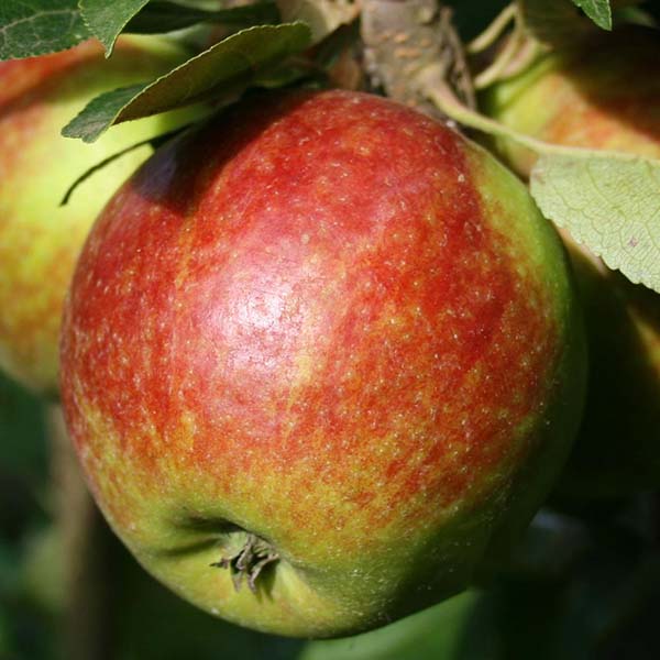 Close-up of a ripe apple on a Malus Ellisons Orange Apple Tree, showcasing red and green colors with a hint of aniseed flavor.