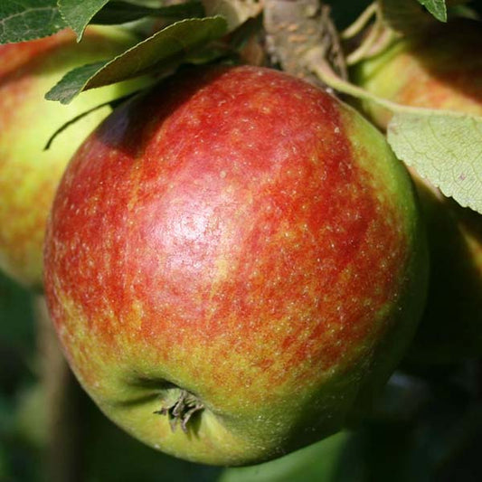 Malus Ellison's Orange - Apple Tree