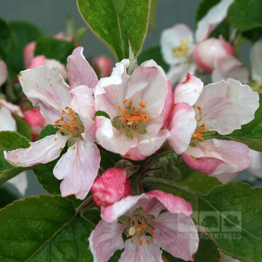 Close-up of pink and white apple blossoms with green leaves in the background, reminiscent of a blooming Malus Elstar - Apple Tree.