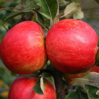 Two ripe red apples adorn the Malus Elstar - Apple Tree, their vibrant color contrasting beautifully with the lush green leaves, making this Malus domestica variety ideal for anyone seeking a delicious dessert apple straight from the branch.