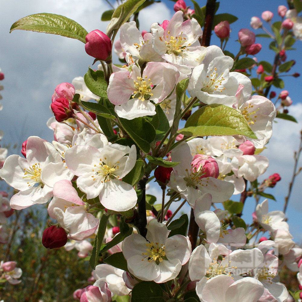 Close-up of white and pink apple blossoms on a Malus Evereste - Crab Apple Tree, with green leaves and a bright blue sky in the background.