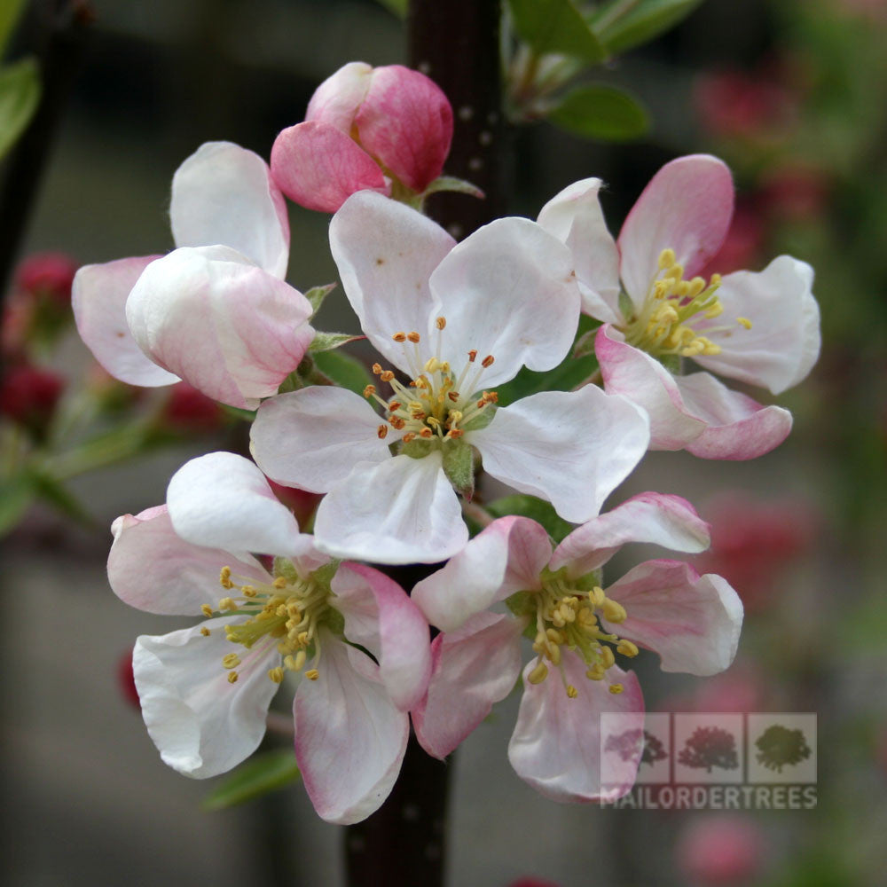 Close-up of pink and white apple blossoms with yellow stamens on a branch of the Malus Evereste - Crab Apple Tree.