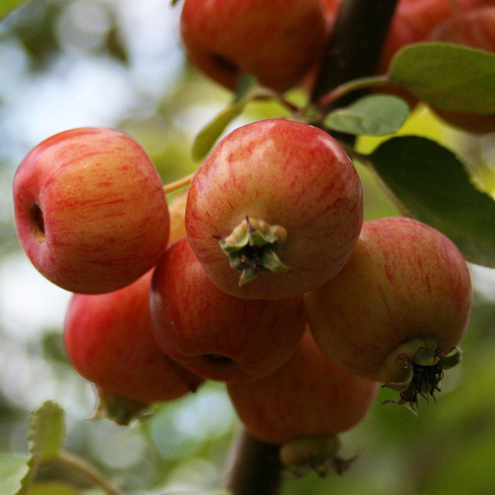 Close-up of several small, red apples clustered on a branch of the Malus Evereste Crab Apple Tree, set against a backdrop of green leaves, beautifully highlighting the ornamental fruit.