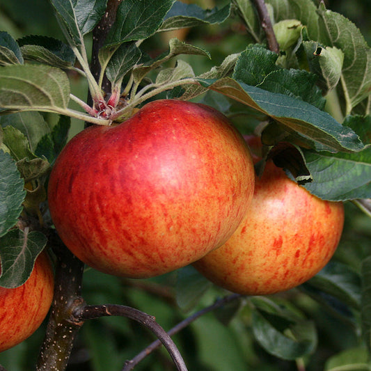 Two ripe apples with red and yellow hues hang from the leafy branch of a Malus Fiesta - Apple Tree, a delightful dessert variety.