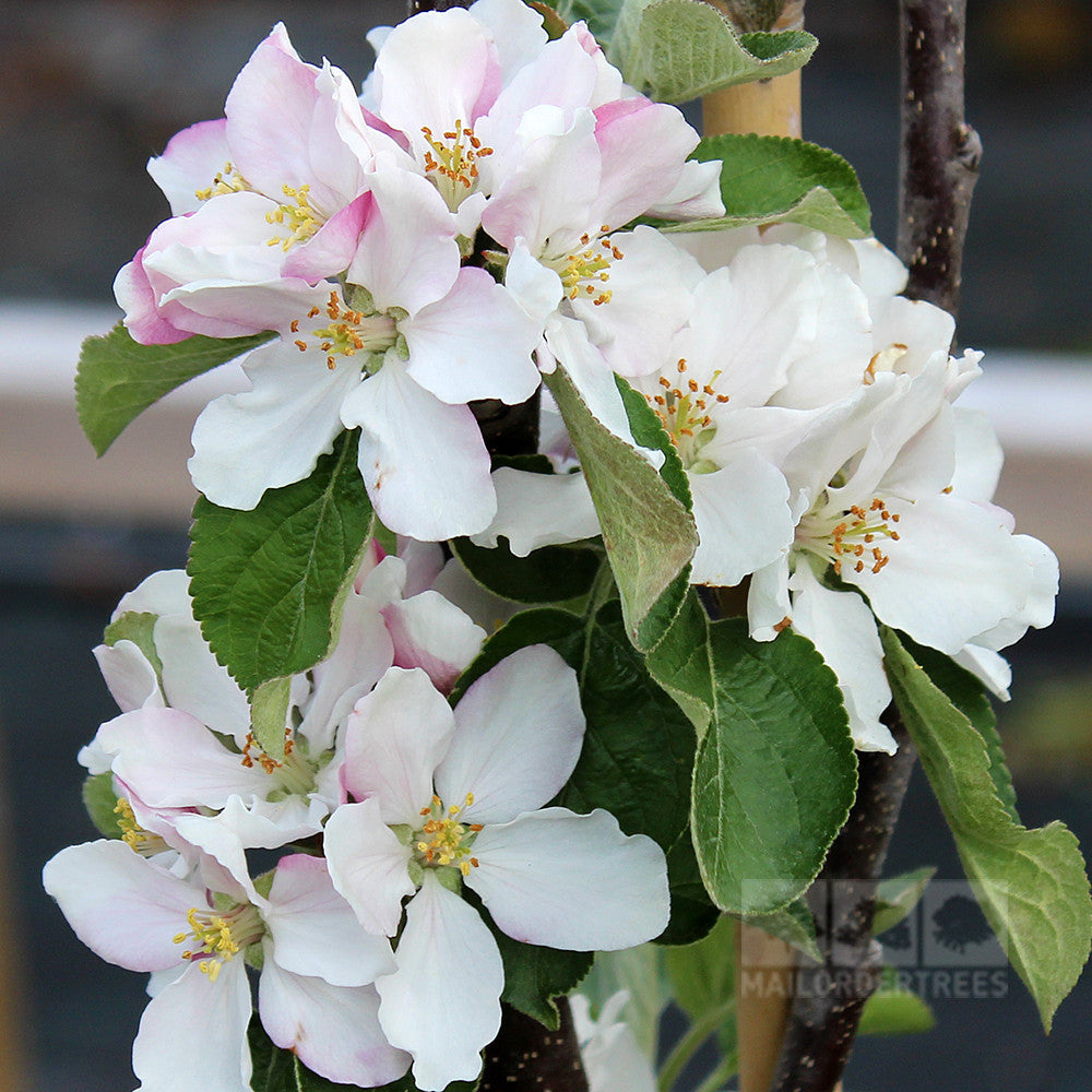 Delicate white and pink apple blossoms with green leaves adorn the branch of a Malus Flamenco Ballerina Apple Tree, ideal for adding charm to a small garden.