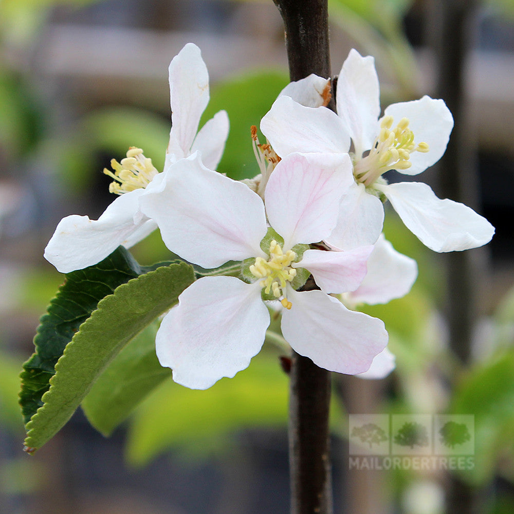 A close-up of a branch from the Malus George Cave Apple Tree, showcasing juicy, acidic white blossoms and vibrant green leaves against a beautifully blurred background.