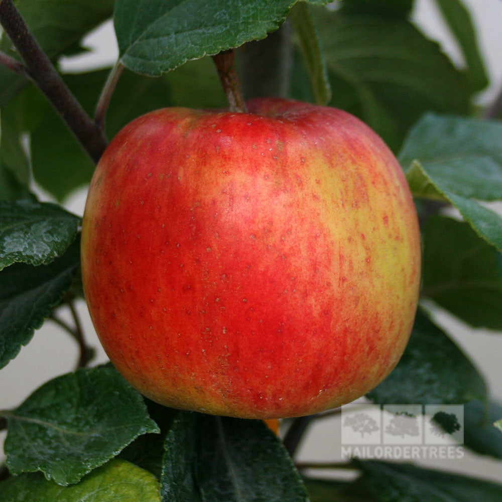 A Malus George Cave Apple, juicy and acidic with red and yellow hues, hangs on a tree branch amid lush green leaves.