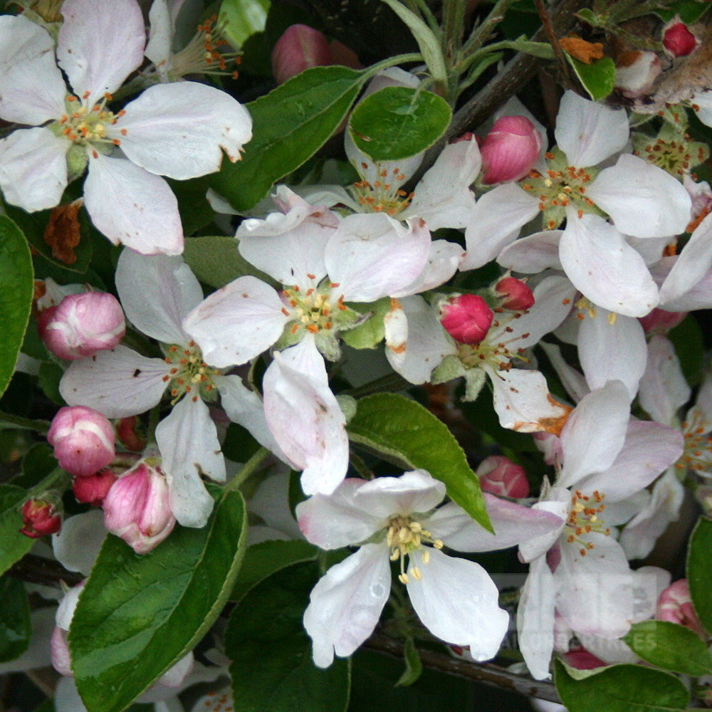 Close-up of white and pink apple blossoms with green leaves, suggesting the crisp and juicy qualities of Malus Golden Delicious - Apple Tree.