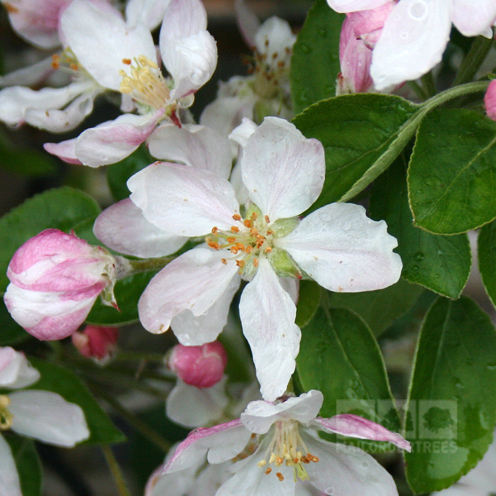 Close-up of Malus Golden Delicious apple tree flowers with pink and white petals and green leaves, marking the season for producing crisp, juicy apples renowned for their excellent keeping qualities.