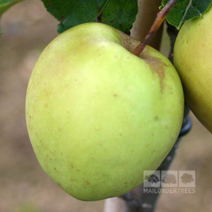 Close-up of a crisp and juicy Malus Golden Delicious apple on a tree branch, with leaves visible in the background. Branding in the bottom right corner reads Mail Order Trees.