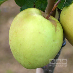 Malus Golden Delicious - Apple Tree