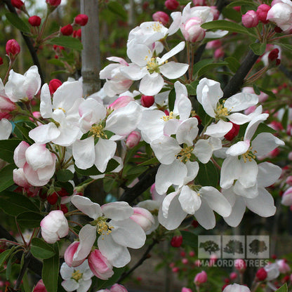 White crabapple blossoms with pink buds grace the branches of a Malus Golden Gem - Crab Apple Tree, which will soon produce small yellow fruit.