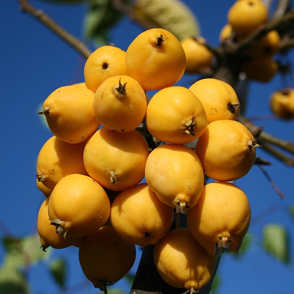 A cluster of Malus Golden Gem apples from the Crab Apple Tree hangs gracefully on a tree branch under the clear blue sky, showcasing their vibrant yellow fruit.