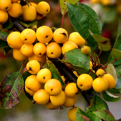 Golden-yellow clusters of fruit hang from the lush green leaves of the Malus Golden Hornet - Crab Apple Tree.