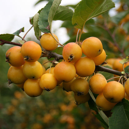 A cluster of golden-yellow fruits from the Malus Golden Hornet Crab Apple Tree gracefully hangs from a branch adorned with green leaves, set against a blurred natural background.