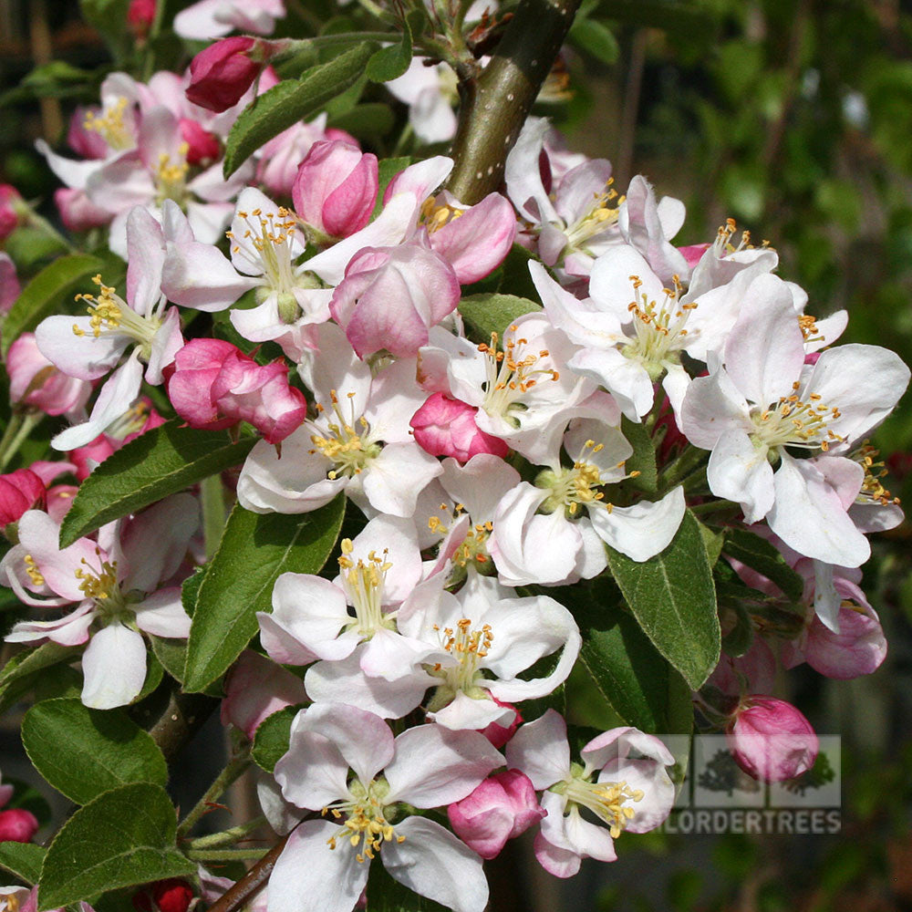 A close-up of a branch from the Malus Golden Hornet Crab Apple Tree, adorned with blooming pink and white flowers against a blurred green background, suggesting the promise of golden-yellow fruit.