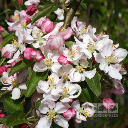 A close-up of a branch from the Malus Golden Hornet Crab Apple Tree, adorned with blooming pink and white flowers against a blurred green background, suggesting the promise of golden-yellow fruit.