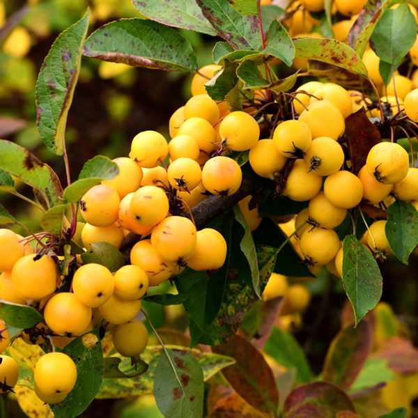 Clusters of small golden-yellow fruits hang on a leafy branch of the Malus Golden Hornet Crab Apple Tree.