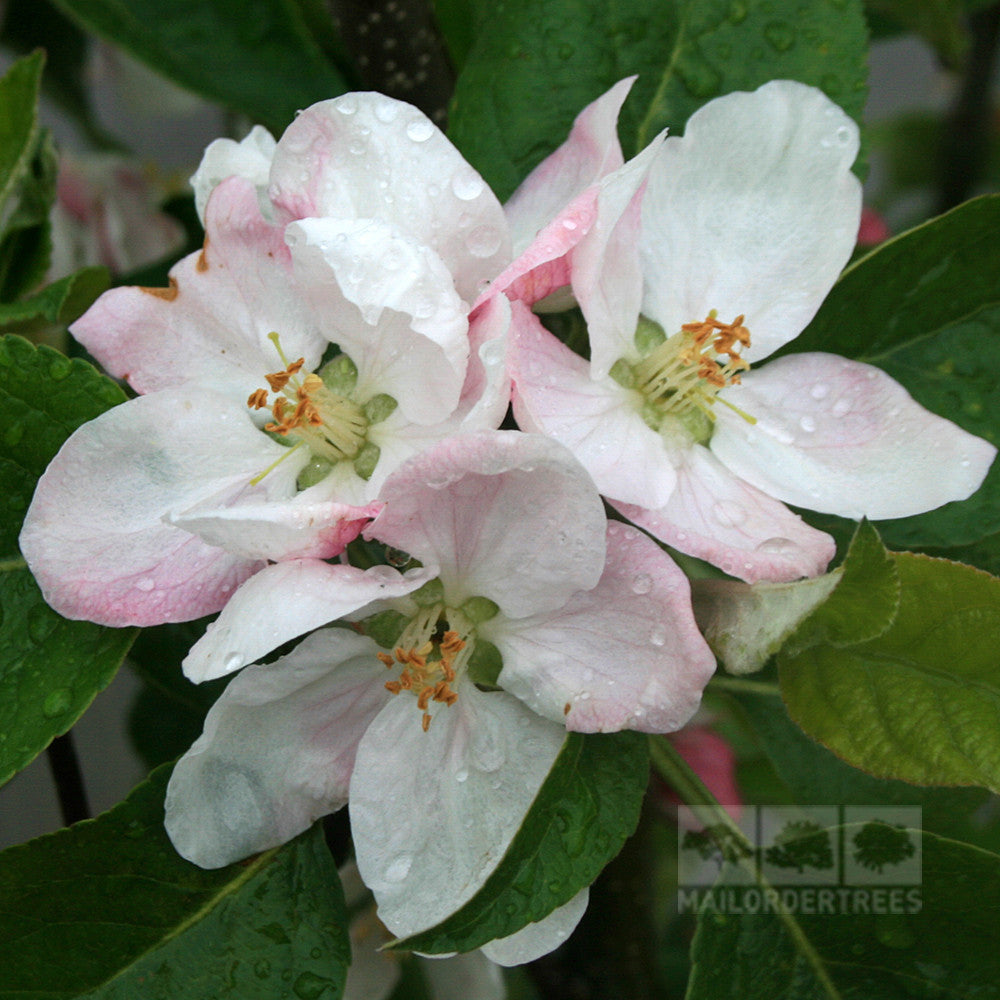 Close-up of pale pink apple blossoms from the Malus Golden Noble - Golden Noble Apple Tree variety, with water droplets on the petals and green leaves in the background.