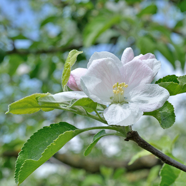 A close-up of a white apple blossom with pale pink hues from the Malus Golden Noble - Golden Noble Apple Tree nestles among green leaves against a blurred backdrop of lush foliage and sky.