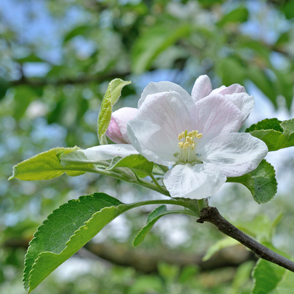 A close-up of a white apple blossom with pale pink hues from the Malus Golden Noble - Golden Noble Apple Tree nestles among green leaves against a blurred backdrop of lush foliage and sky.