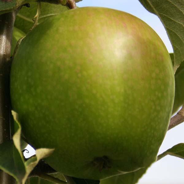 Close-up of a green apple on a Malus Granny Smith apple tree, surrounded by leaves, with small specks and a natural sheen on its surface.